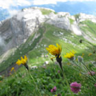 Alpine Dandelions