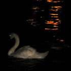 A Swan on the Prowl